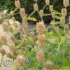 Astragalus Centralpinus